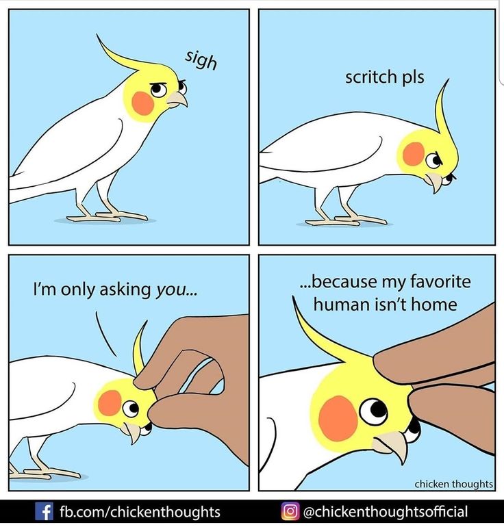 a comic strip with an image of a cockatoo and the caption, i'm only asking you because my favorite human isn't home