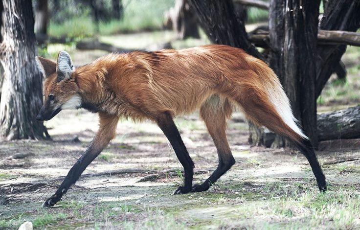 a brown and black animal walking through a forest