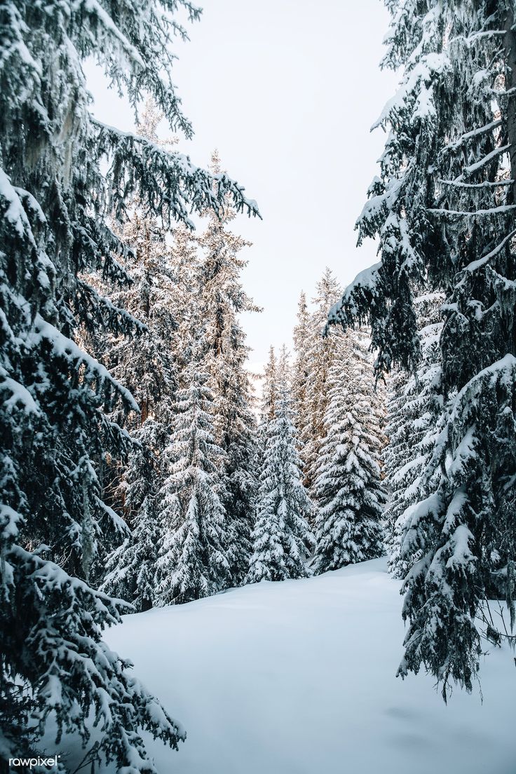 snow covered trees in the middle of a forest