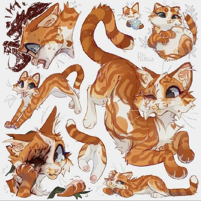 an orange and white cat with many different expressions