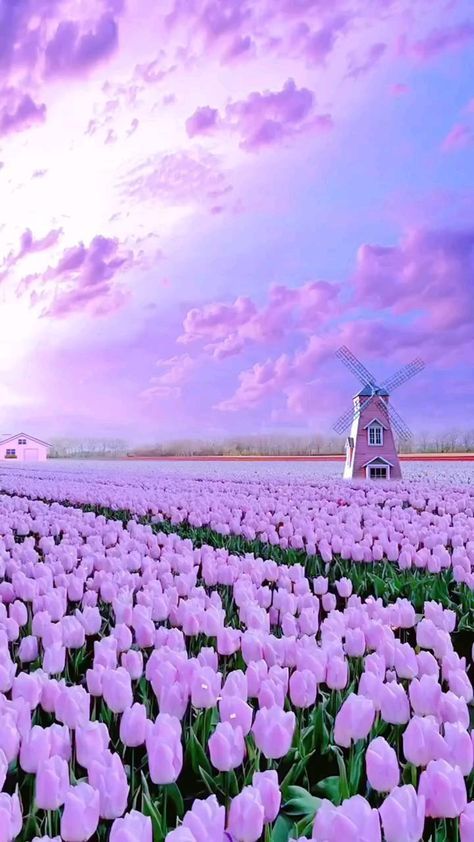 purple tulips are in the foreground and a windmill is in the background