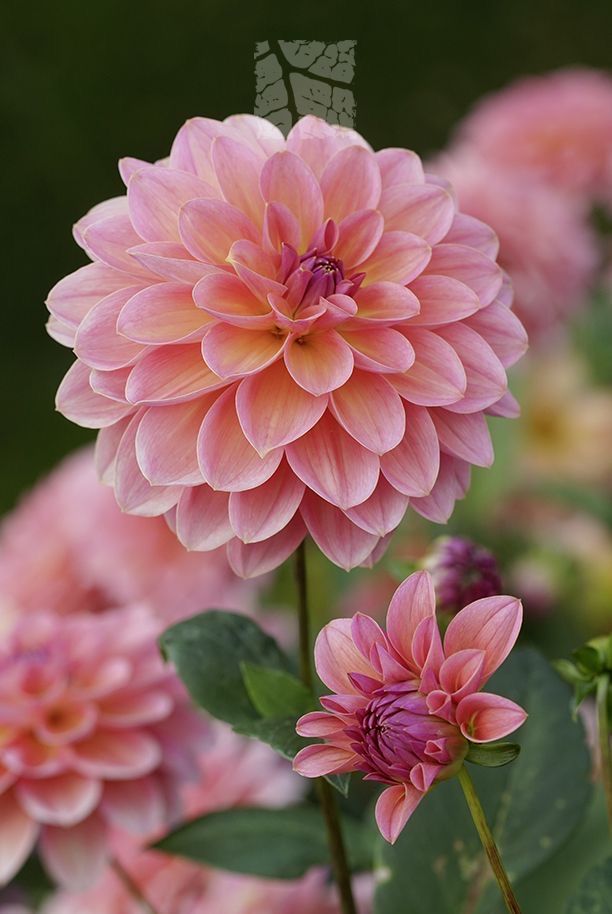 pink flowers with green leaves in the foreground