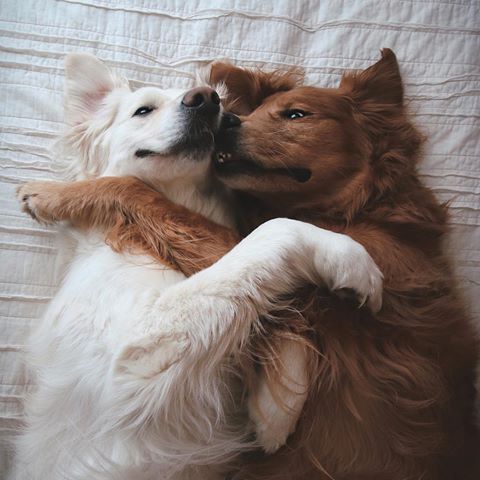 two brown and white dogs playing with each other