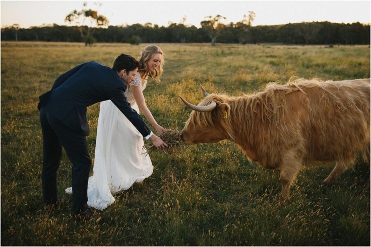 a bride and groom petting the head of a long haired cow in a field