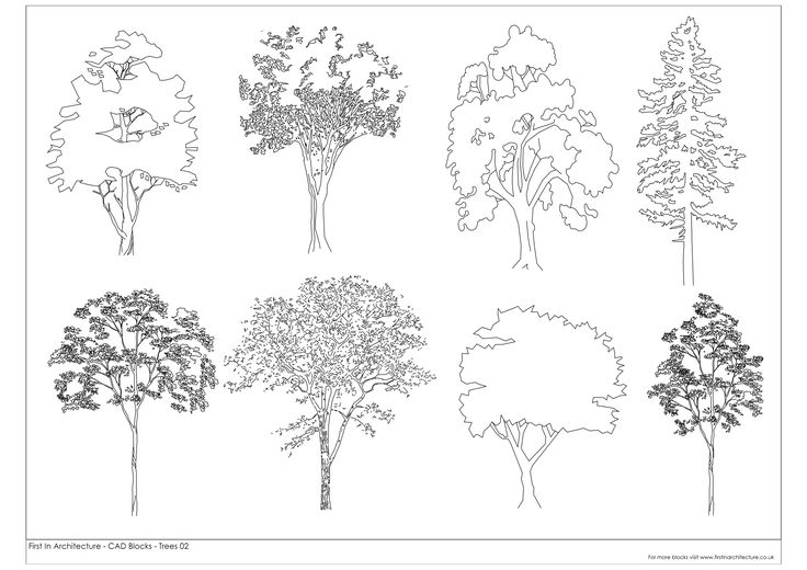 trees are shown in black and white on a sheet