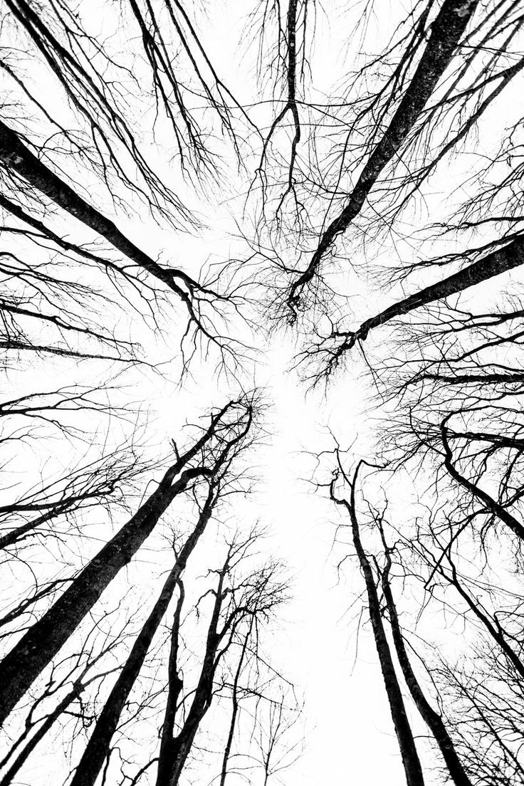 black and white photograph of trees looking up at the sky with no leaves on them