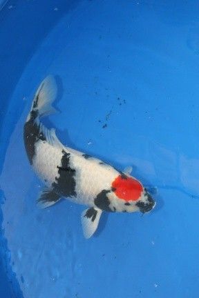 a black and white koi fish in a blue pool with red spots on it's belly