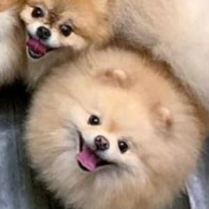 two pomeranian puppies sitting next to each other