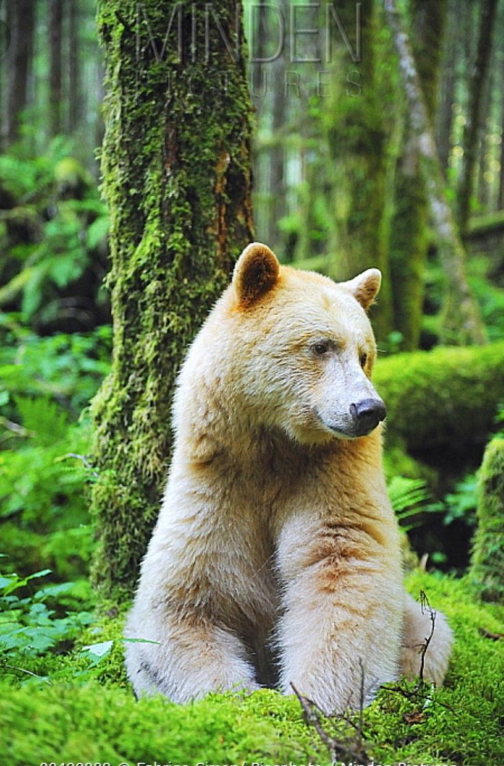 a large white bear sitting next to a tree in the forest with moss growing on it