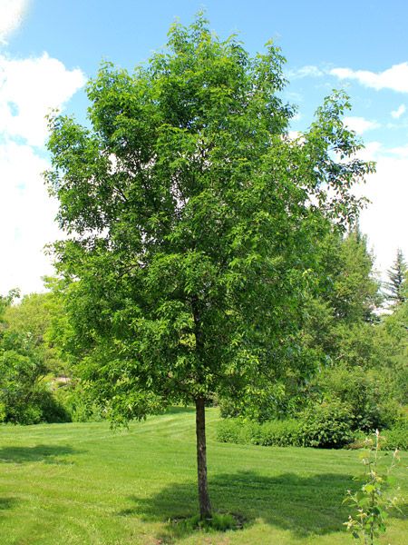 a small tree in the middle of a grassy field