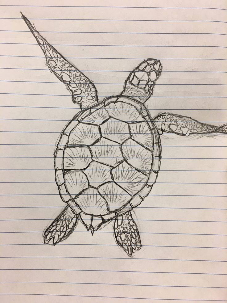 a drawing of a turtle on lined paper with pencils in it's mouth