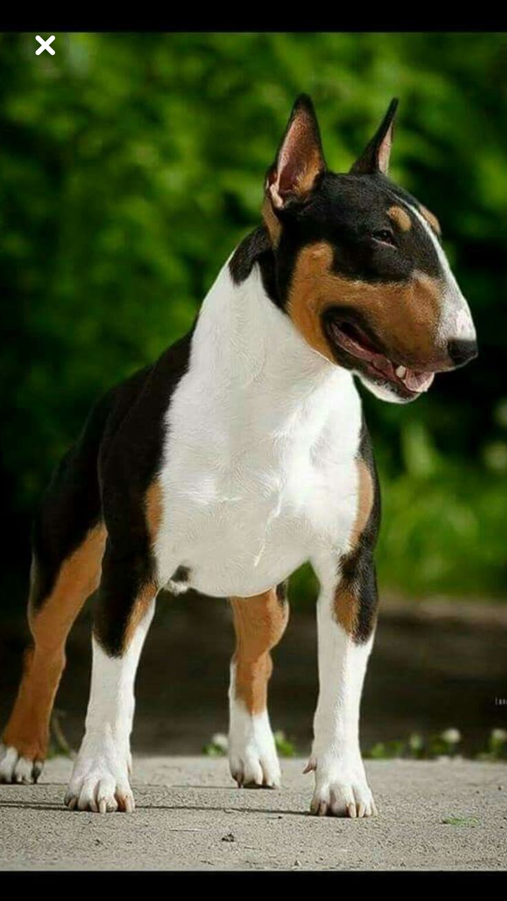 a black, white and brown dog standing on top of a road