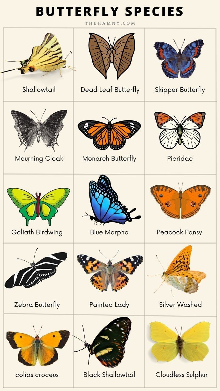 the different types of butterflies are shown in this poster, which shows them all different colors