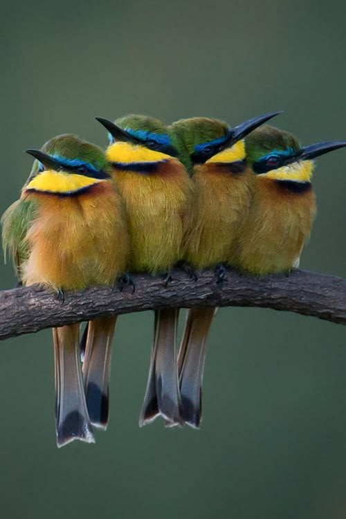 four small birds sitting on top of a tree branch with their beaks in the air