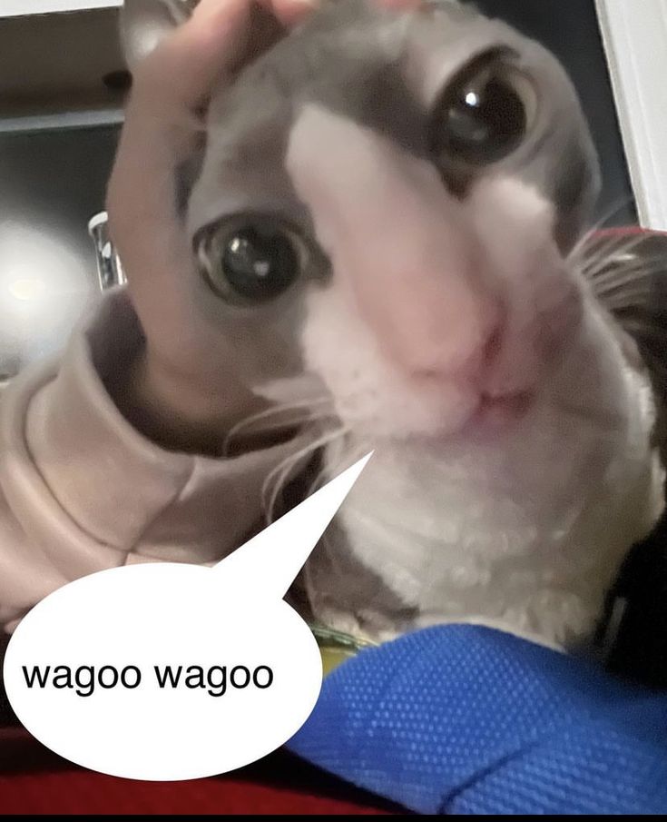 a cat that is looking at the camera with a caption in front of it