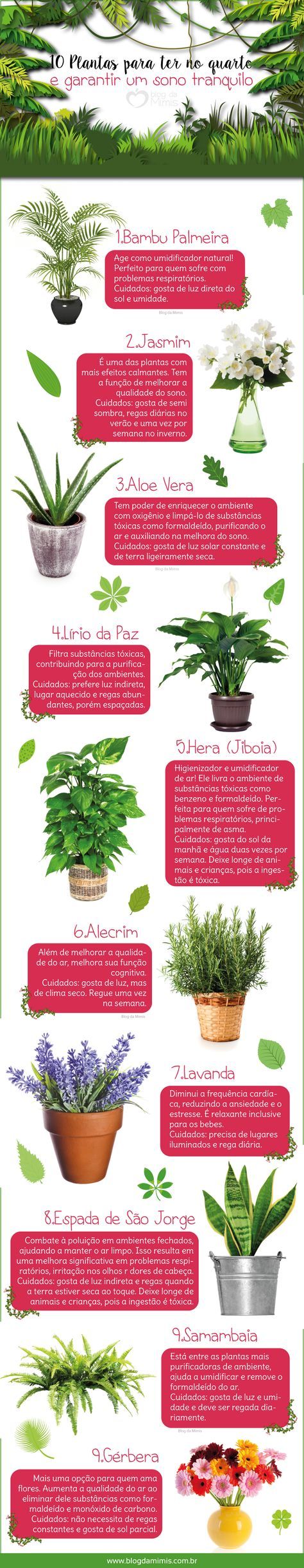 the different types of plants that are growing in pots