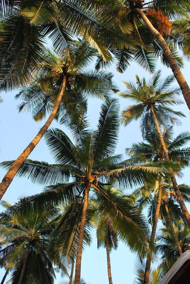 tall palm trees reaching up into the sky