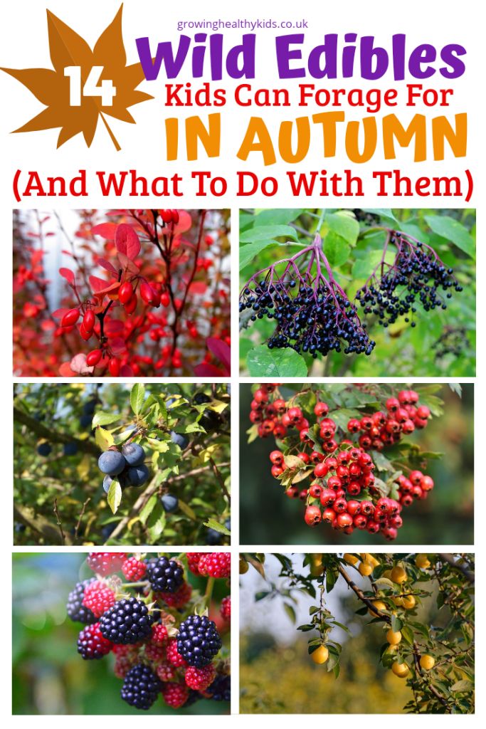 wild edibles can force for in autumn and what to do with them - click here