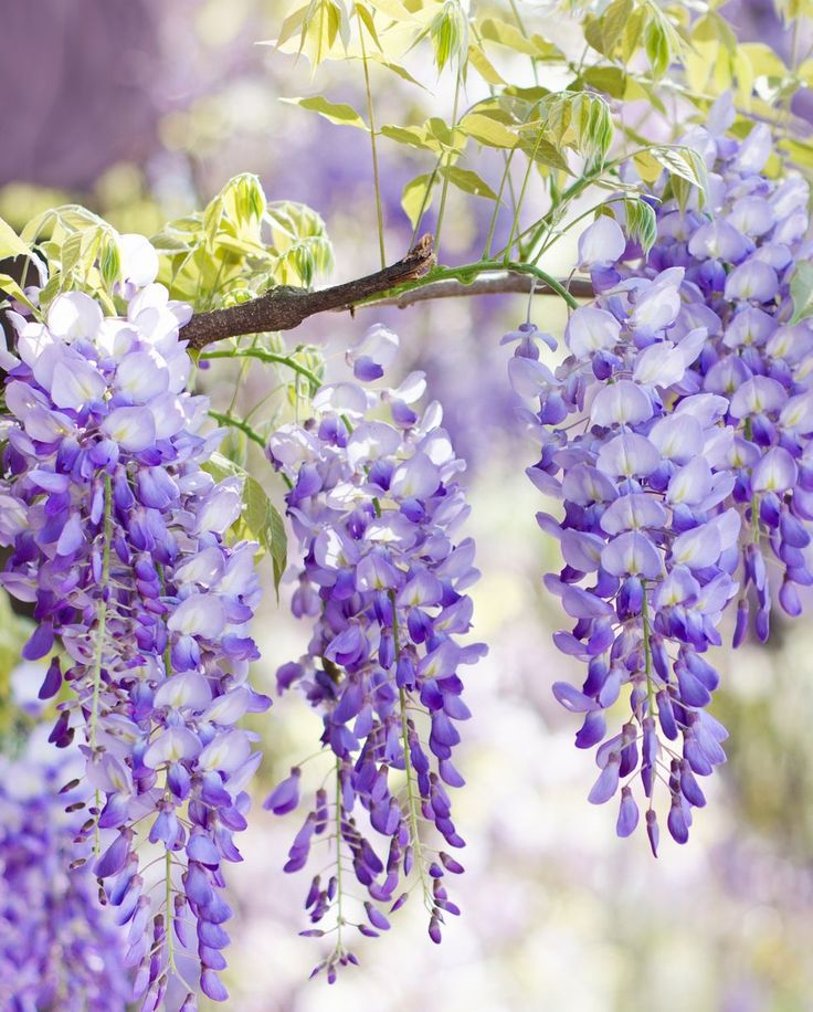 purple flowers are hanging from a tree branch