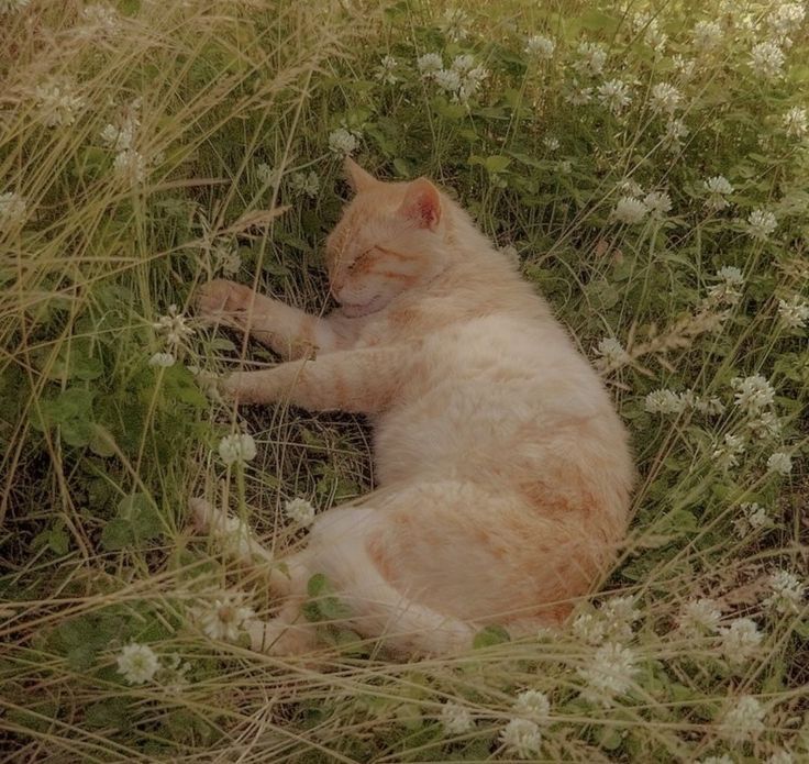 an orange cat is laying in the grass