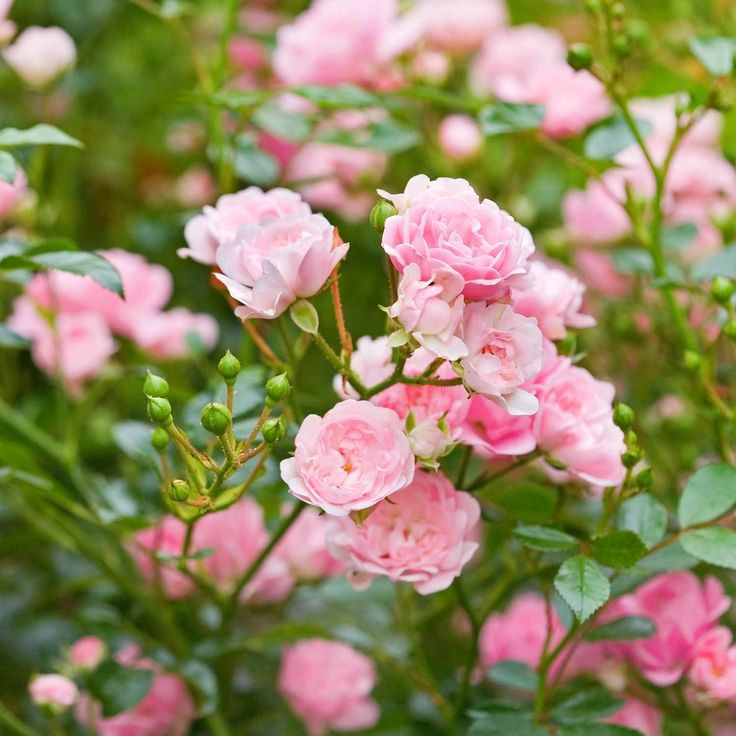 pink flowers are blooming in the garden