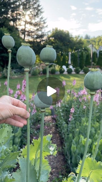 someone is holding up some green flowers in the middle of a garden with purple flowers