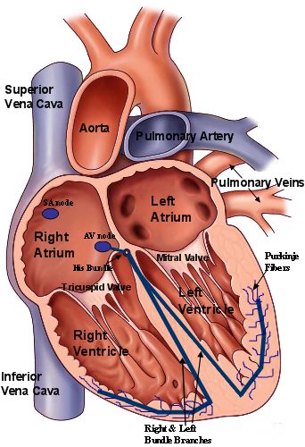 an image of the human heart with labels on it's major vessels and blood vessels