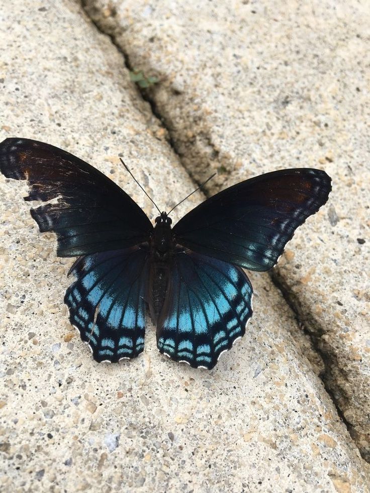 a blue and black butterfly sitting on top of a cement slab next to a sidewalk