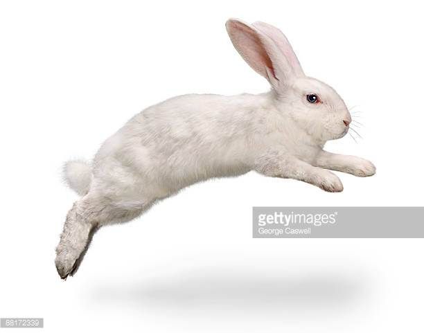 a white rabbit jumping in the air