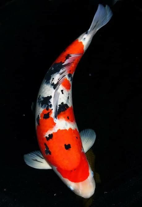 an orange and white koi fish swimming in the water