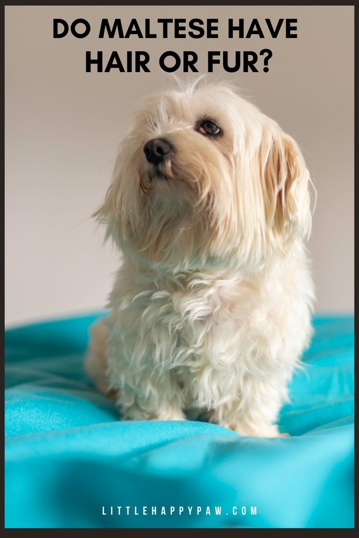 a small white dog sitting on top of a blue blanket with the words do malteste have hair or fur?