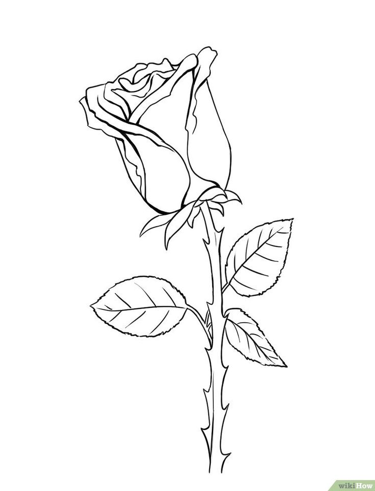 Een roos tekenen - wikiHow Draw A Rose, Simple Flower Drawing, Ocean Plants, Printable Things, Art Sherpa, The Art Sherpa, Anime Hairstyles, Colored Roses, Stencils Printables