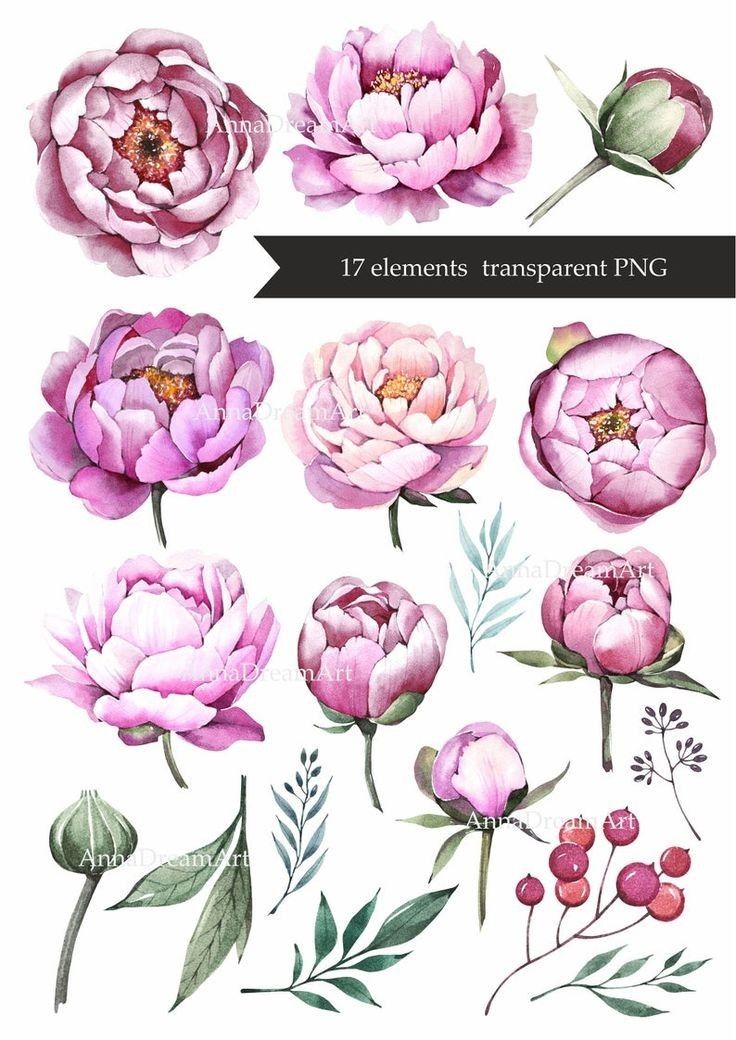 watercolor flowers and leaves are shown in this graphic style, including pink peonies