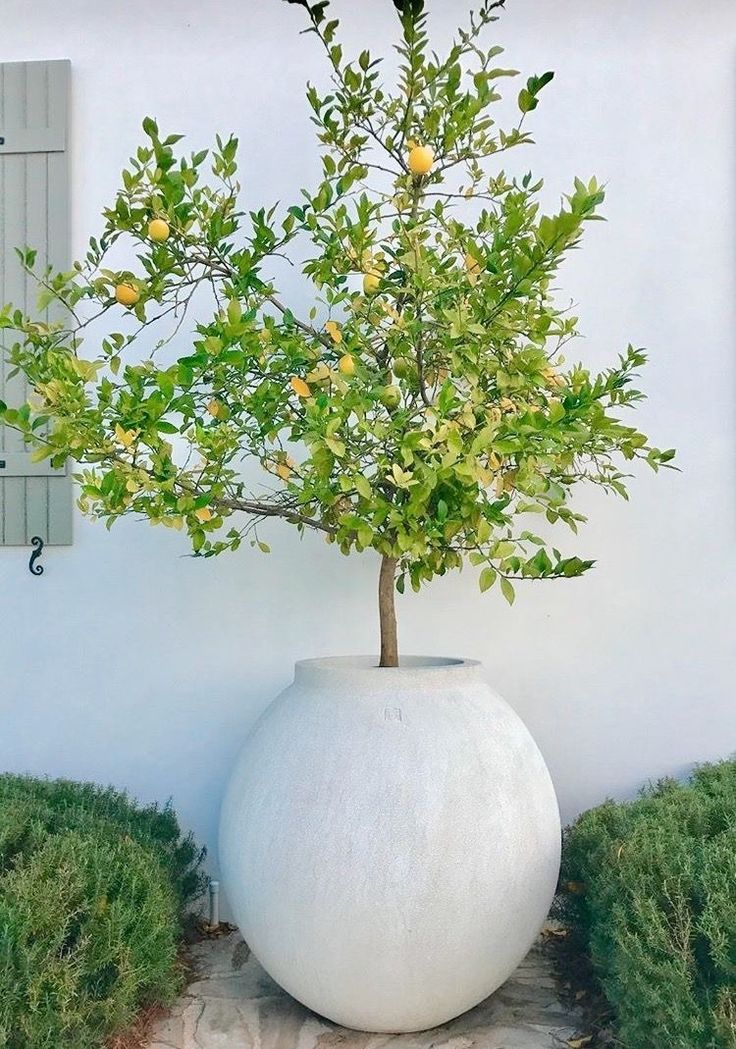 a plant in a large white pot on the ground