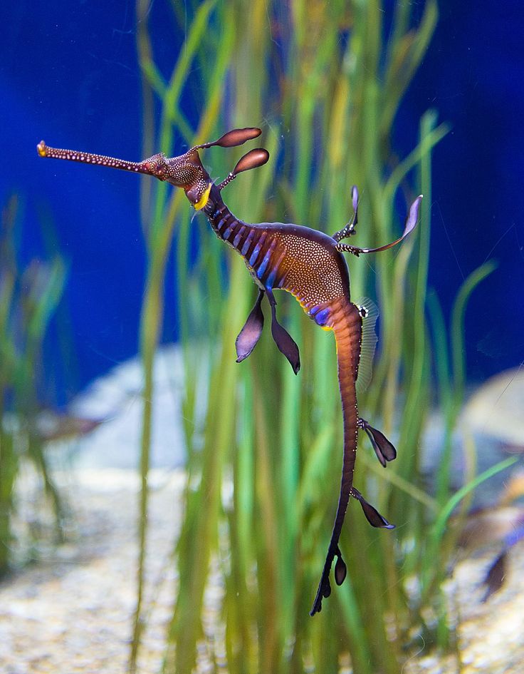 a sea horse is swimming in the water with its tail extended and it's head turned to the side