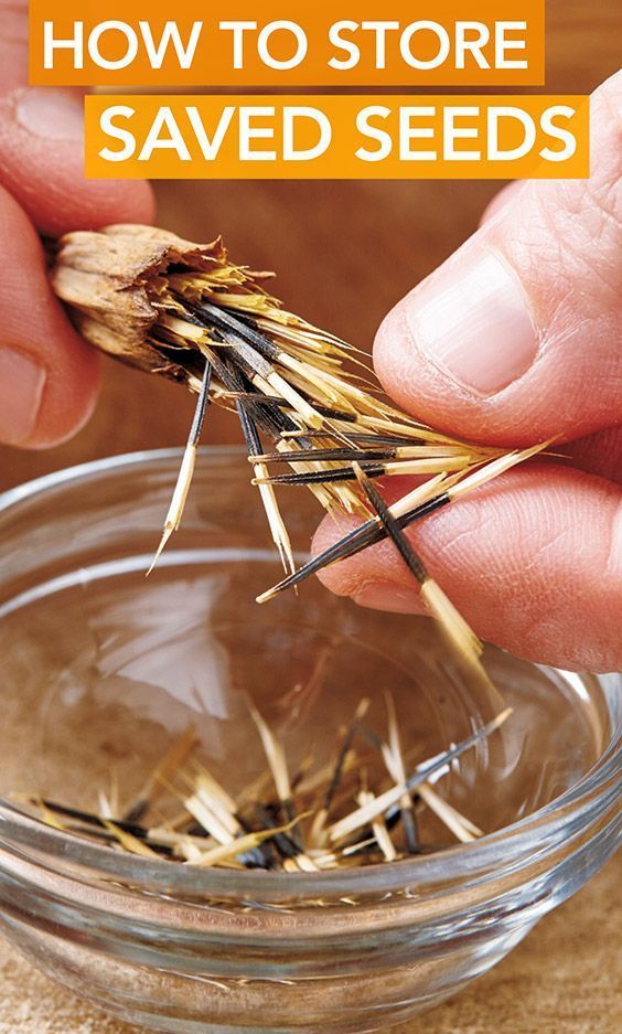 a person is holding sticks in a glass bowl filled with dried plants and text reads how to store saved seeds