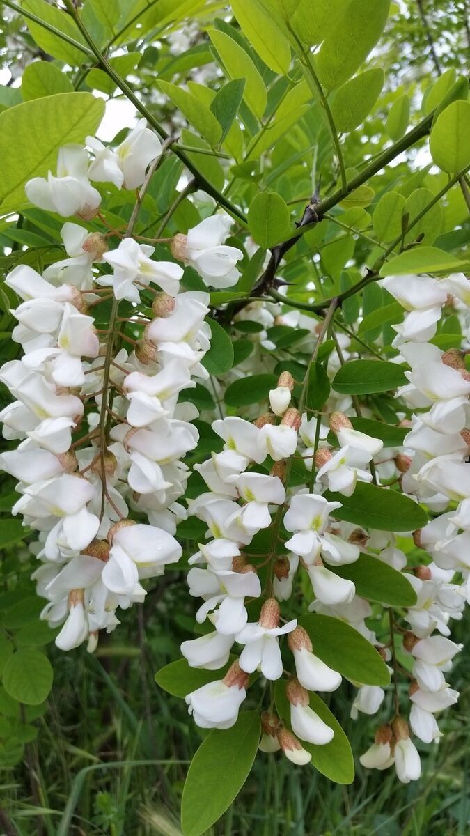 some white flowers are growing on a tree