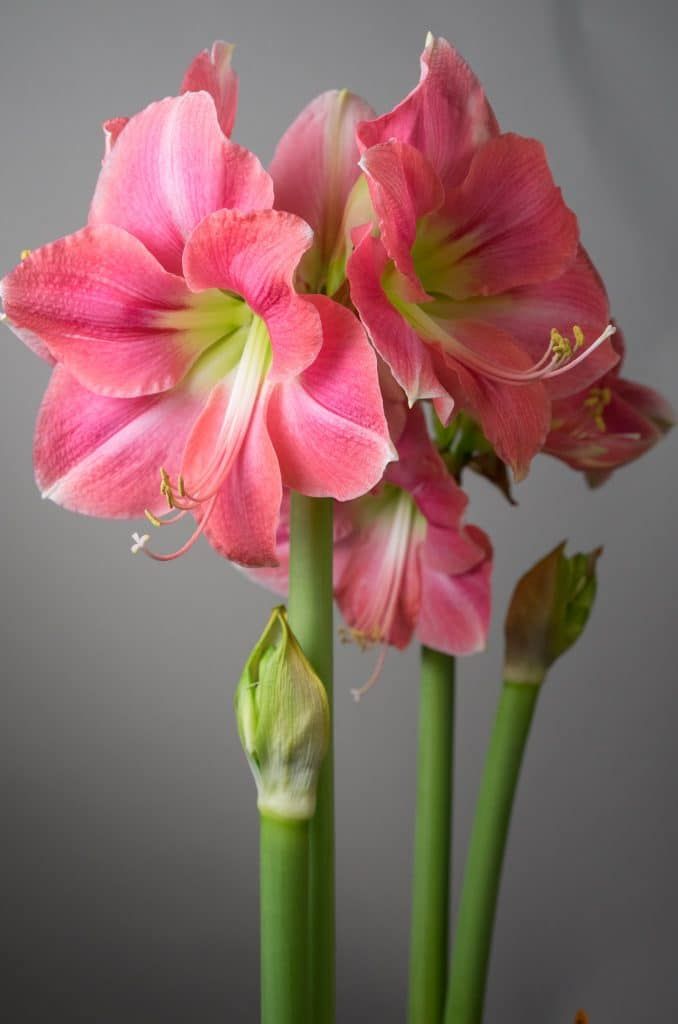 three pink flowers are in a vase on a gray background with green stems and buds