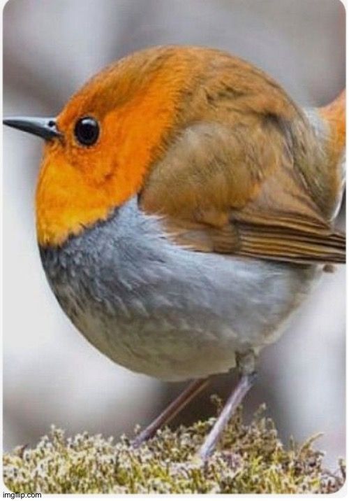 a small orange and gray bird sitting on top of moss