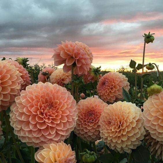 a field full of pink flowers under a cloudy sky