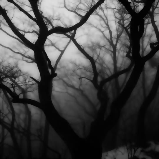 black and white photograph of trees in the fog