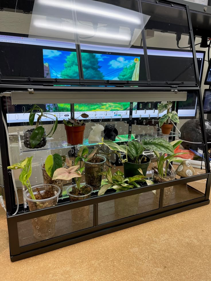 a display case filled with lots of plants