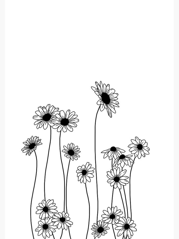 black and white drawing of daisies on a white background