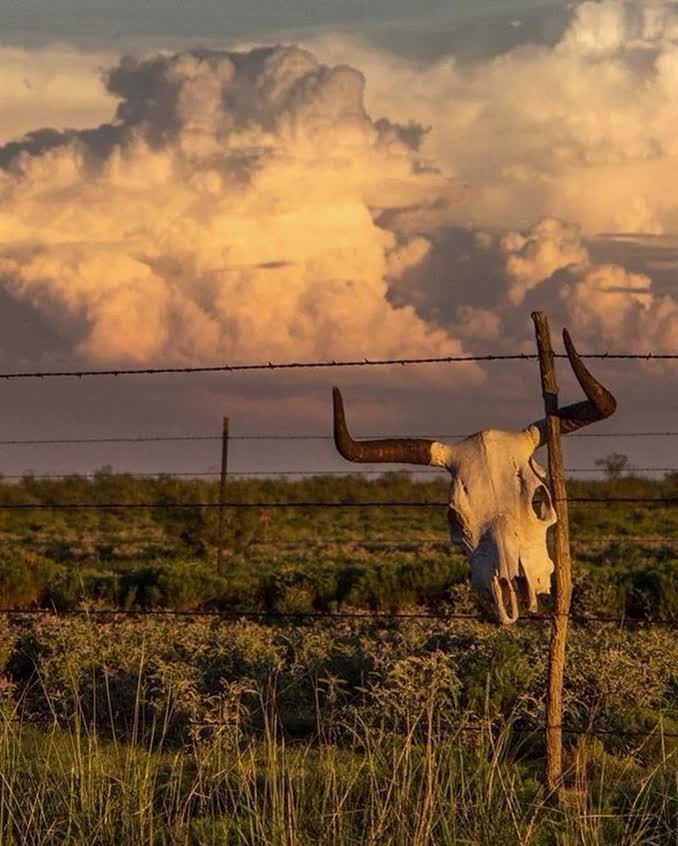 a long horn steer hangs on a barbed wire fence in front of a cloudy sky