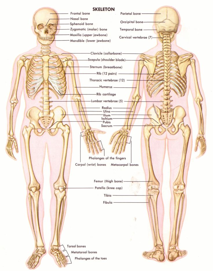 the skeleton and its major skeletal systems are shown in this diagram, with labels on each side