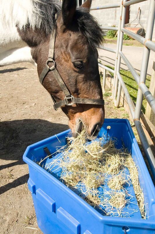 a horse eating hay out of a blue bin