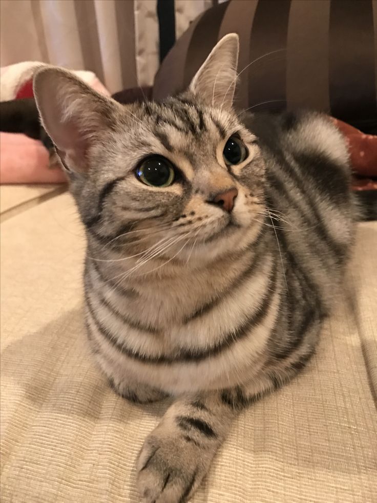 a striped cat laying on top of a couch