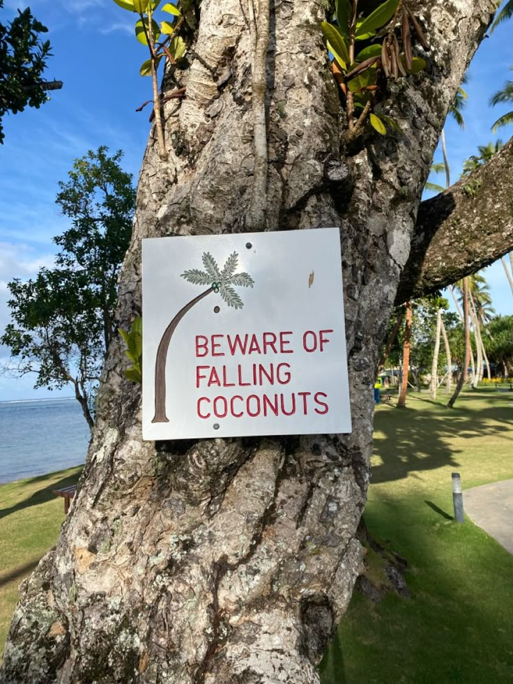 a sign on a tree that says beware of falling coconuts in front of the ocean