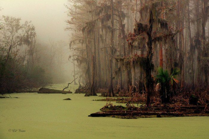 a swampy area with trees and water in the fog