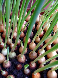 some onions are growing from the ground and on top of each other in a pot